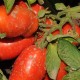 Tomates pelées Bio 