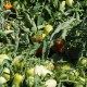Tomates pelées coupées "Pera d'Abruzzo" Bio 
